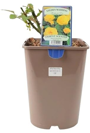 Rosal de Flor Grande Amarillo Natural la Frescura de la Primavera en tu Hogar