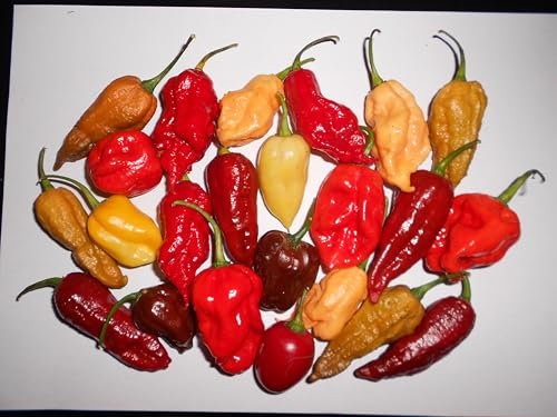 Peperoncino Mix 100 semi