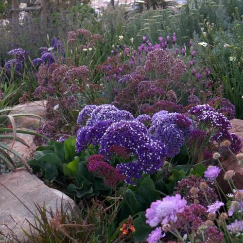 lavanda di mare interno giardino giardino resistenti, esotico per il balcone per zone soleggiate rialzata, in vaso 250semi