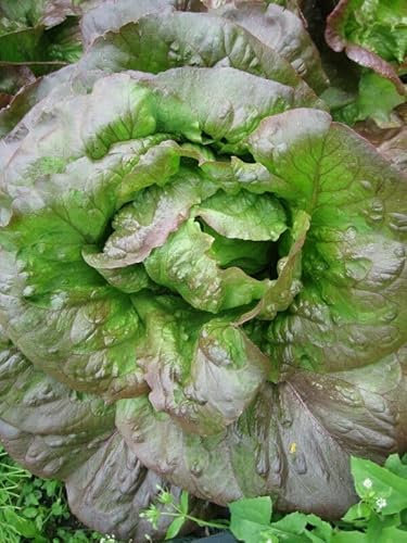 Buy4Seeds Lettuce RED Romaine COS 1400 Seeds Easy to Grow