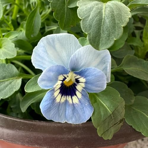 semi di viola cornuta perenne da esterno resistenti, primaverili, viola cornuta, ombra, balcone da giardino roccioso resistenti, 600pcs
