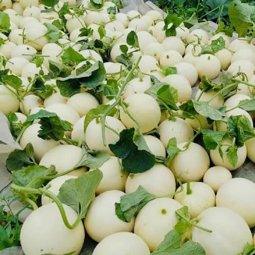 zuckermelone säulenobstbäume pflanzendeko obstpflanzen büropflanzen balkonpflanzen topfpflanzen draußen winterhart dachbegrünung zimmerpflanzen spalierobst obstbaum obstsamen baumsamen 950samen