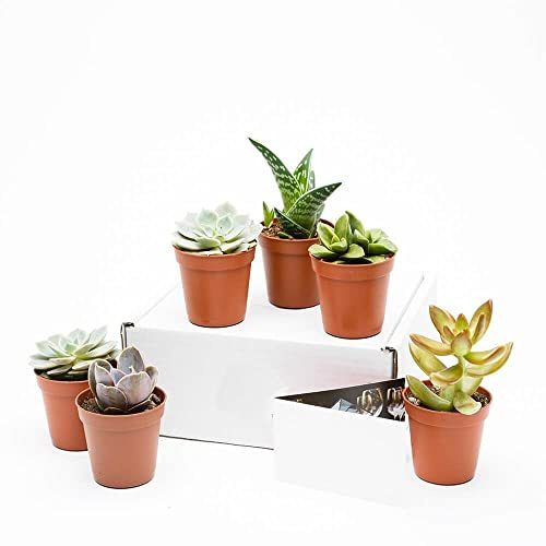 Mix de Seis Suculentas Naturales Mini Plantas Crasas Ideales para Decorar el Hogar