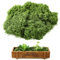 Nuangoo 200g künstliches Moos, Moosdekoration, Craft Kunst Moos, antiseptisches Moos, Moosdeko, Landschaftsgestaltung, für Aquariumwandgestaltung, Rasen, Bonsai
