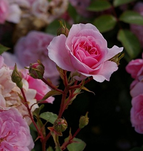 Rosa Bonica ® - 82 Meidomonac - Beetrose - Meilland-Rose