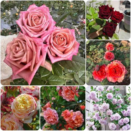 semillas de rosal, para lugares soleados de jardín de rocas resistentes arbustos rápido crecimiento arbustos semillas silvestres 125pcs