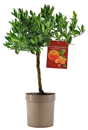 Piante di Mandarino - Citrus Reticulata - H50-60cm - vaso ø18 (Tortora)
