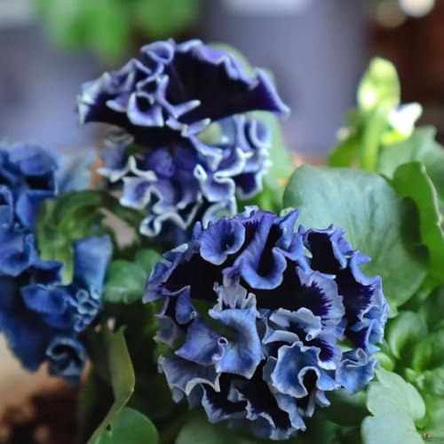 semi di violetta cornuta perenni, semi di farfalle Viola cornuta - regali per giardinieri perenni resistenti da giardino da giardino roccioso selvatici 100pcs