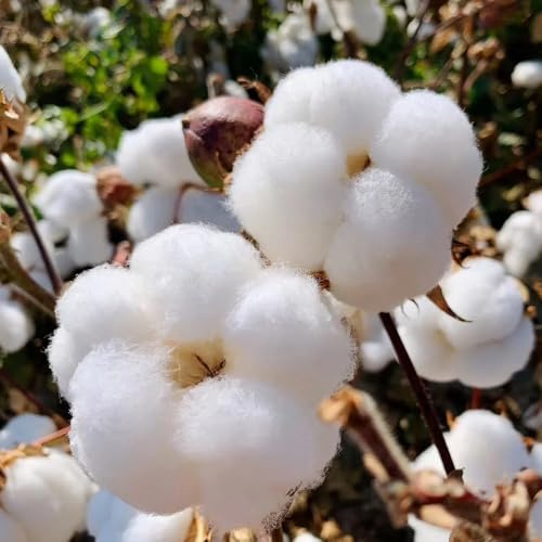 Semillas de algodón - semillas de para el jardín balcón Decoración de jardín para exteriores 80pcs