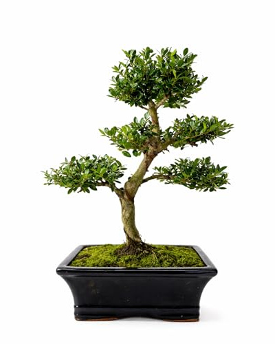 Ilex Crenata Bonsai Tree (8–10 Years Old) – Japanese Holly Indoor or Outdoor Bonsai – Beautiful Living Gift – Easy Care Bonsai in Decorative 20cm Pot