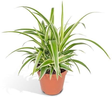 La Green Touch - Chlorophytum variegata - Plante d'intérieur - Pot 12cm, Hauteur 12 cm