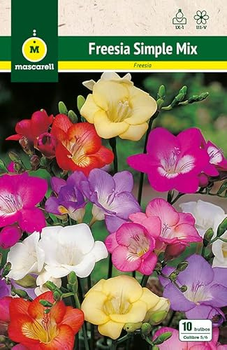 Mascarell Semillas, FREESIAS SIMPLES, MEZCLA DE COLORES, Semillas Bulbosas, Bulbos de Flores Otoño Fácil de Cultivar, Bolsa 10 Bulbos