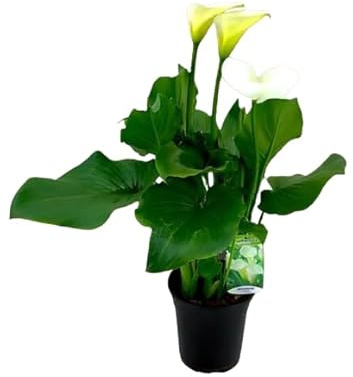 Lirio de Agua o CalaPlanta Resistente con Flores para Interior y Exterior