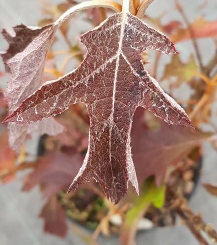 Hydrangea quercifolia ICE CRYSTAL® 'Hqopr010' / Hortensia à feuilles de chênes à fleurs blanches/Conteneur de 7 à 10 litres