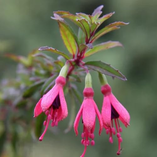 fuchsien, fuchsiensamen blumendeko für sonnige plätze gartendeko für draußen, balkonpflanzen winterharte 85pcs
