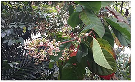 Seeds & Plants Shop by Ipsa Stk - 10x Cinchona pubescens Roter Chinarindenbaum Pflanzen - Samen ID307 - Seeds Plants Shop Samenbank Pfullingen Patrik Ipsa