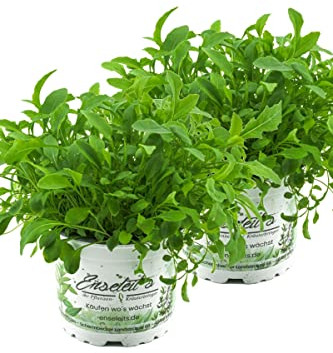 2x Rucola Pflanze, Salatrauke,Diplotaxis tenuifolia, Nachhaltiger Anbau!