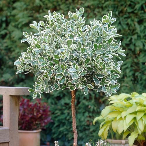 YouGarden Euonymus 'Emerald Gaiety' Standard Tree, Established Tree in 18cm Pot, 80-100cm Tall, Ready to Plant and Display, Evergreen Foliage, Plant in Patio Pots and Garden Borders