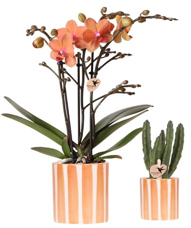Juego de plantas naranja Phalaenopsis Orquídea Bolzano y Suculenta – Con macetas de cerámica – Juego decorativo de interior para casa y oficina