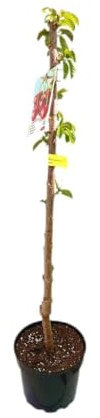 Garden Center shop | Árbol Frutal Cerezo Brook (Prunus avium 'Brook') de 2 Años | Altura 120-140 cm | Cultivado en Maceta| Variedad Productiva y Autofértil | Interior y Exterior | Fruta Dulce y Grande