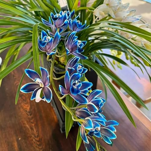 Cymbidium Facile Da Mantenere rari Crescita Rapida Bellissimo Giardino,(Steli grandi,senza semi,non artificiali)-5tuberi-A