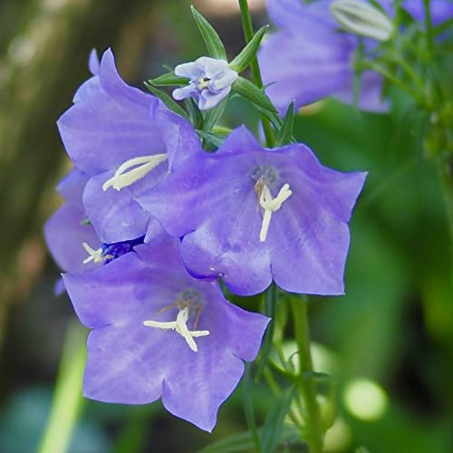 Campanula Plants Garden Ready UK 'Blue Bell' Fairy Bellflower Evergreen Blue Blooms Hardy Perennial Easy to Grow Your Own Flowers Cottage 30x Garden Ready Plants by Thompson & Morgan