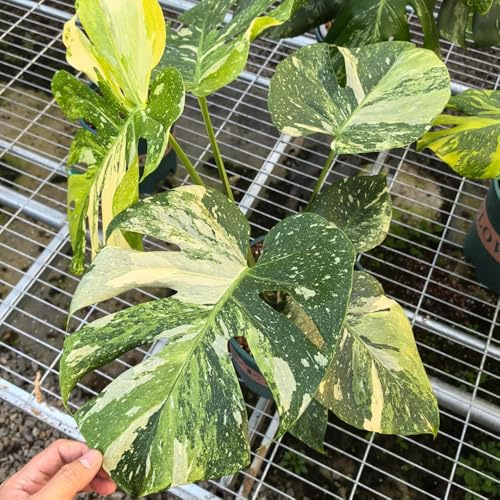 semillas de monstera - jardín perennes resistentes balcón 30pcs