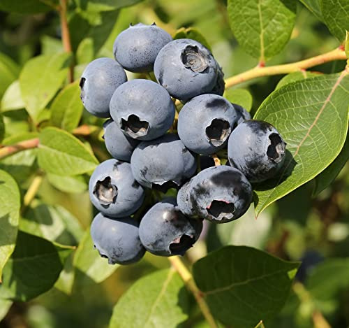 Heidelbeere `Emil´, Vaccinum corymbosum, Blaubeere, 40-60cm im 3 Liter-Topf