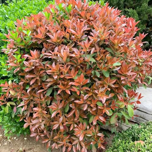 semillas de photinia Red Robin - balcón originales Decoraciones 650pcs