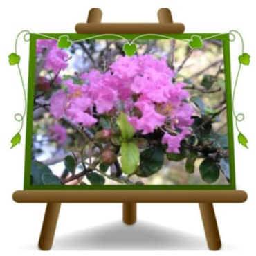 Lagerstroemia Indica - Plantas ornamentales en maceta de 18 cm - Altura 60 cm