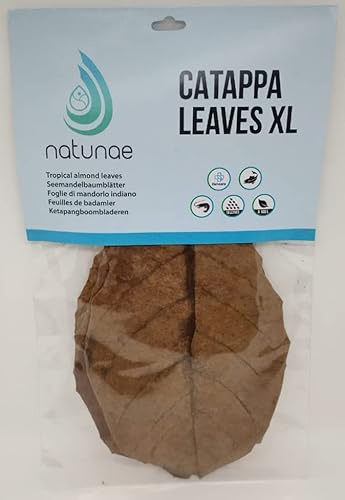 Natunae Seemandelbaumblätter Catappa Leaves XL +20 cm Aquarium - Natürliche Wasseraufbereiter - Nahrungsergänzung Für Süßwasseraquarium