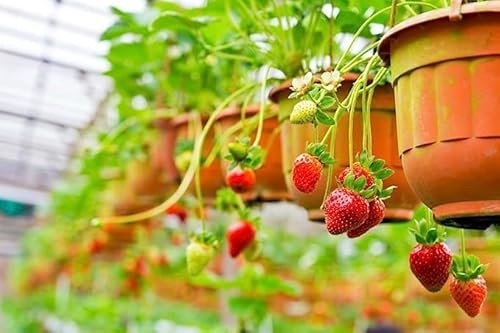 Jack Fin Jordgubbar som blomstrar 3 växter. Terre di Romagna