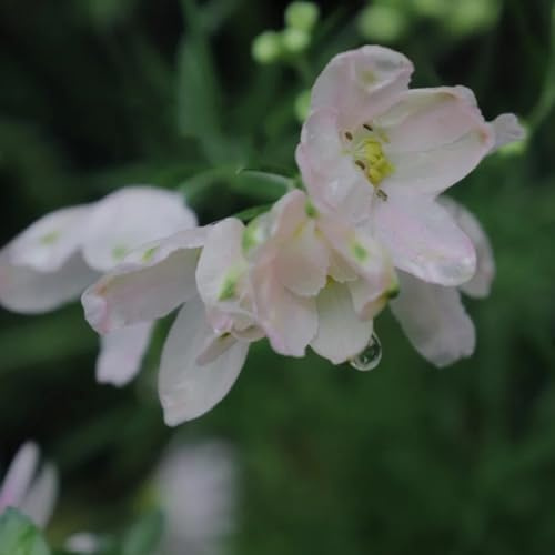 rittersporn für sonnige plätze, hochbeet delphinium seltene, balkonpflanzen winterharte garten balkonblumen 400samen