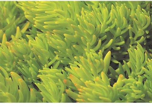 Sedum Lemon Ball - hellgrüne Polster-Fetthenne - winterhart, im Topf 12 cm, in Gärtnerqualität von Blumen Eber - 12 cm