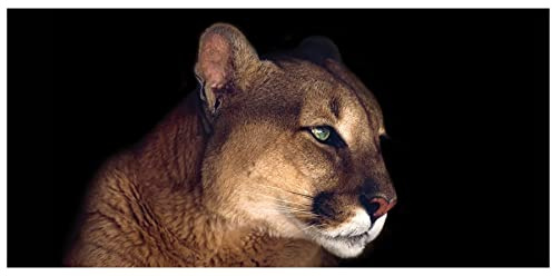 levandeo XXL Wandbild 115x55cm Löwe Lion Löwin Bild Leinwandbild Katze Deko Wanddeko Kunst