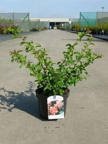 Chaenomeles sup. 'Texas Scarlet' - Cognassier Du Japon 30-40 cm en pot