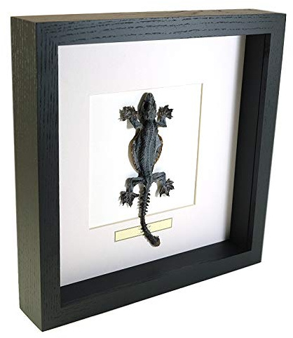 Lizard - Reptil - Echter präparierter Insekt montiert unter Glas in handgefertigten schwarzen Holzrahmen