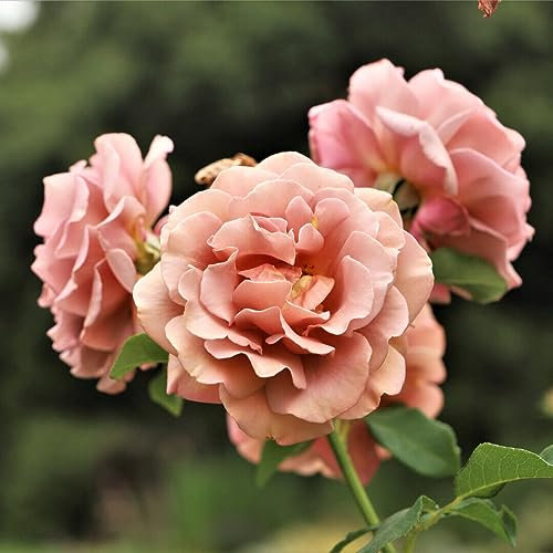 'Koko Loko' Floribunda Rose Bush, Unusual Champagne Cream & Lavender Flowers 3fatpigs®