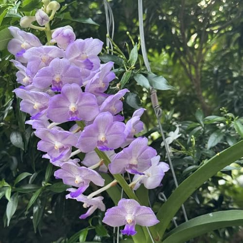 semi di orchidea vanda - giardino biologici resistenti, tappezzanti esterno 550pcs