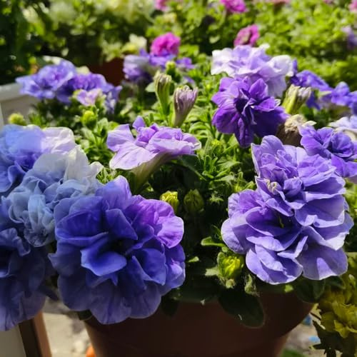 semi di petunia - decorative perenni resistenti giardino pascolo 450pcs