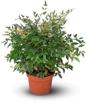 Attitude Jardin - Nandina domestication - bambou sacré - 40-50 cm - ⌀ 18 cm - plante d'extérieur