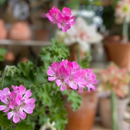 geranio limone semi tetti decorazioni giardino per esterni prato selvatico, semina autunno, perenne balcone con letti sollevati 25pz