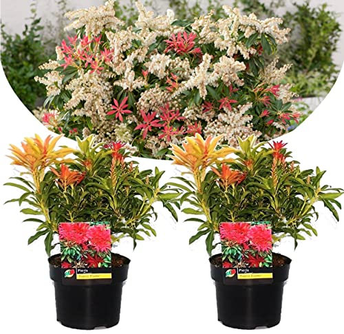 Plant in a Box - Pieris 'Forest Flame' - Set di 2 - Arbusto Sempreverde - Vaso 17cm - Altezza 25-40cm