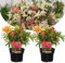 Plant in a Box - Pieris 'Flamme de forêt' - Set de 2 - Robuste arbuste exterieur jardin persistant - Pot 17cm - Hauteur 25-40cm
