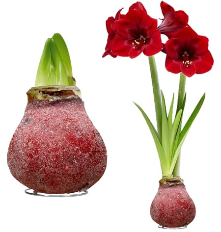 FLORIUM - Wachs Amaryllis Zwiebeln Glitzer-Rot – Wachsamaryllis 28/30 Großformat | 2 Stück | gewachst/wax | ohne Gießen | Exklusive Zimmerpflanzen aus Holland - Hippeastrum (kein glas, vase und Topf)