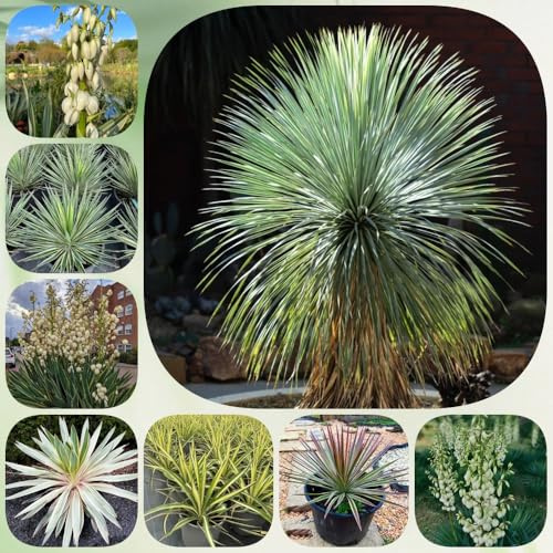 Semillas de Yucca Filamentosa, Lirio de Palma de jardín de decoración Decoración de jardín para exteriores verdes raras perennes 120pcs