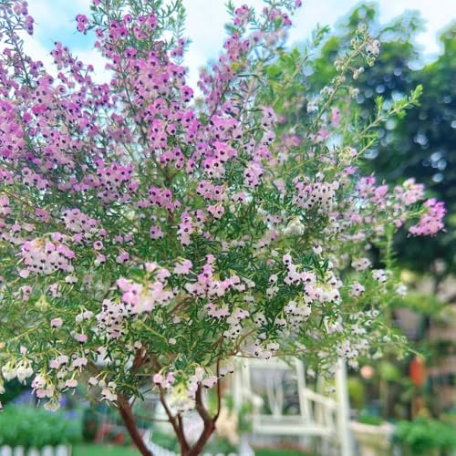 semillas de brezo de invierno perennes resistentes sala estar prados jardín para exterior 125pcs