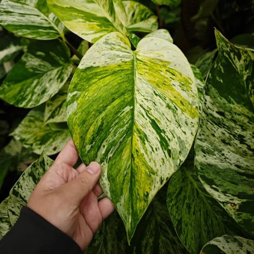 semi Epipremnum aureum - Pothos resistenti di interni giardino di interni ufficio balcone resistenti riverdimento tetti giardino rocce 150pcs