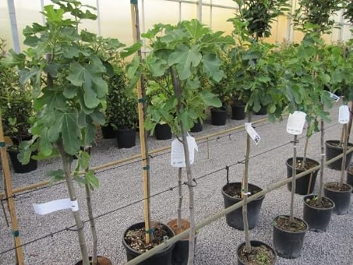 Feigenbaum Dottato - Ficus carica - Fico - Hochstamm 90