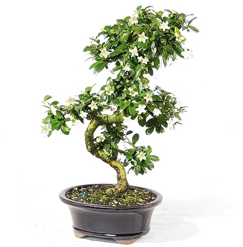 Brussel's Bonsai Live Fukien Tea Bonsai Tree - Medium, 9 Year, 8 to 12 inches Tall - Indoor Bonsai Tree Live with Ceramic Bonsai Pot